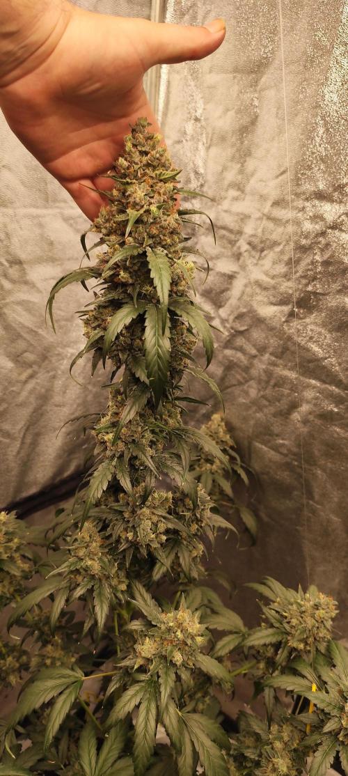 4/20 grow. Week 10 - Interchillactic
