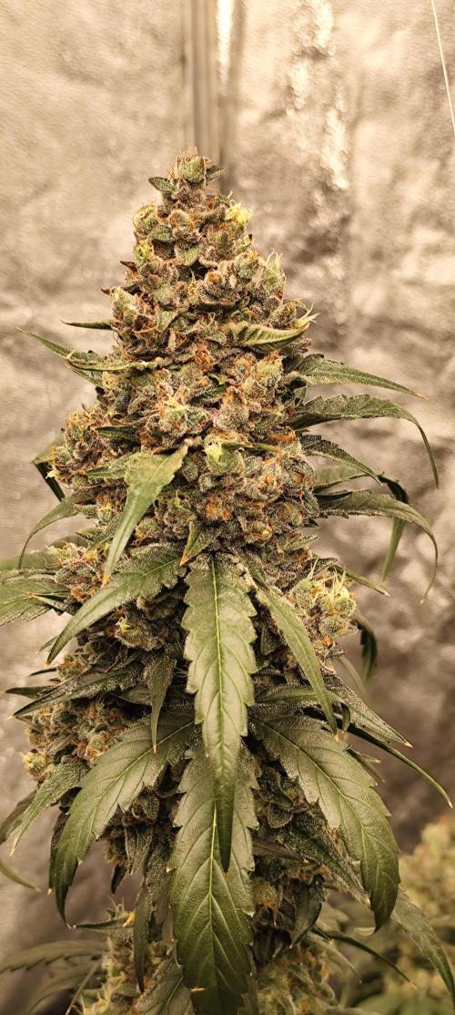 4/20 grow. Week 10 - Interchillactic