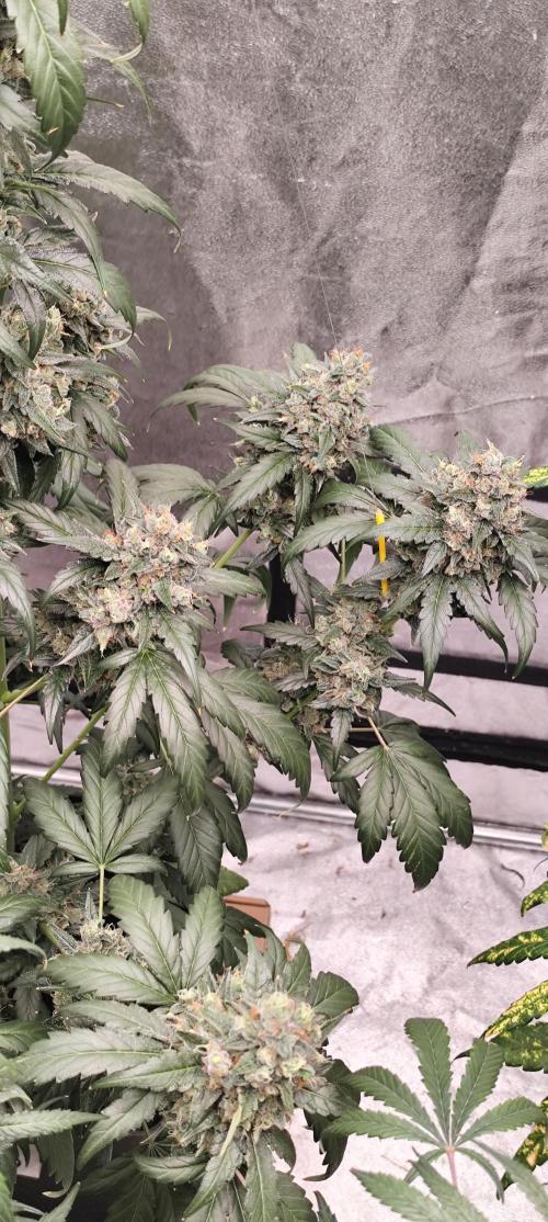 4/20 grow. Week 10 - Interchillactic