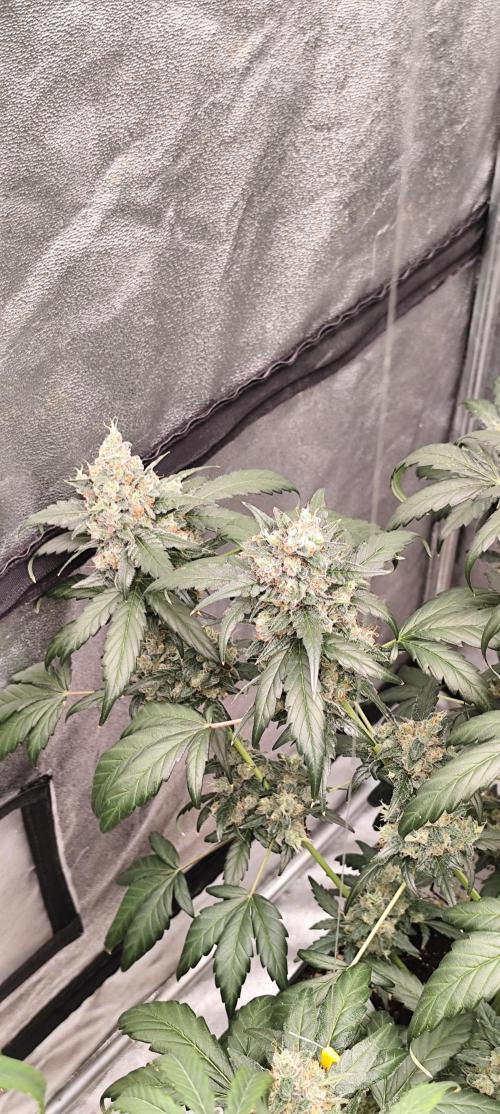 4/20 grow. Week 10 - Interchillactic