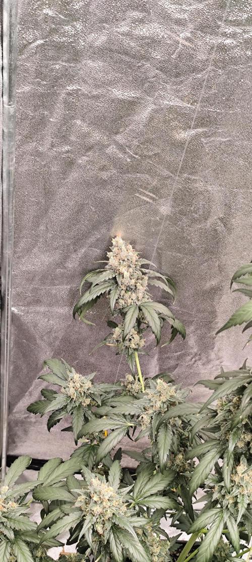 4/20 grow. Week 10 - Interchillactic