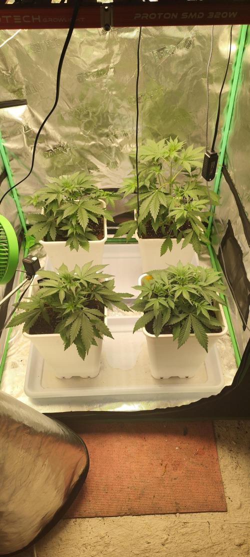 Guava Run. Week 3