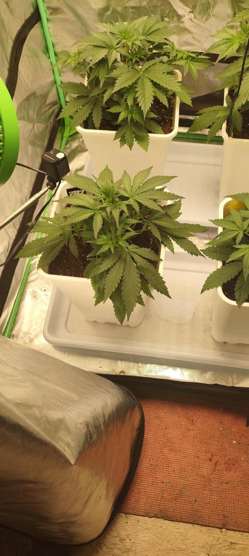 Guava Run. Week 3 - Mango Frost