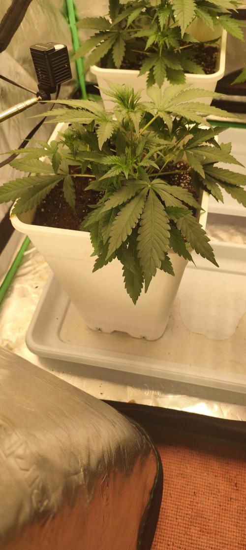 Guava Run. Week 3 - Mango Frost