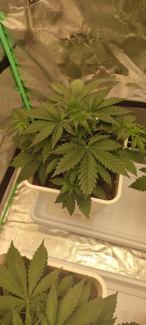 Guava Run. Week 3 - Guava RF3
