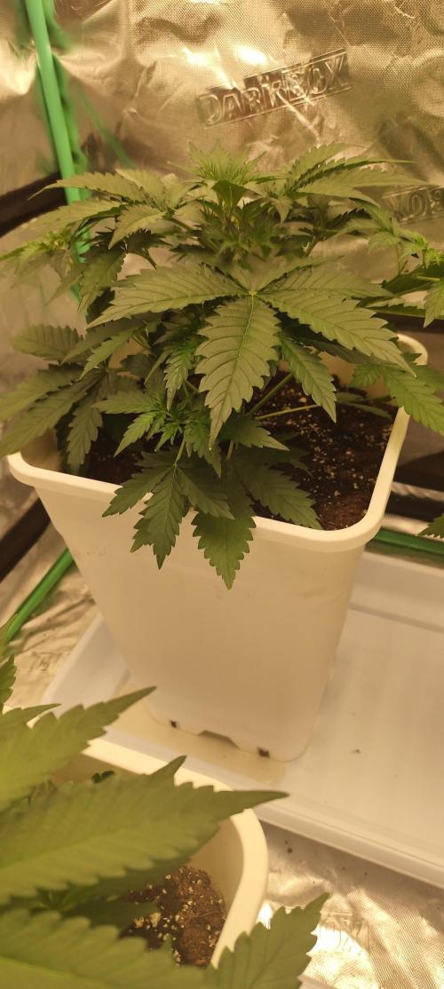 Guava Run. Week 3 - Guava RF3