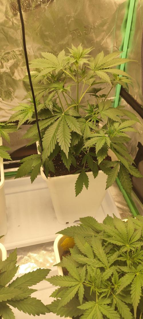 Guava Run. Week 3 - Guava RF3