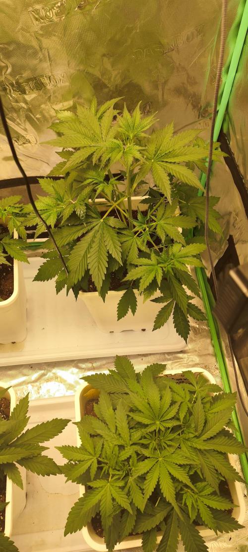 Guava Run. Week 3 - Guava RF3