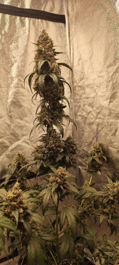 4/20 grow. Week 11