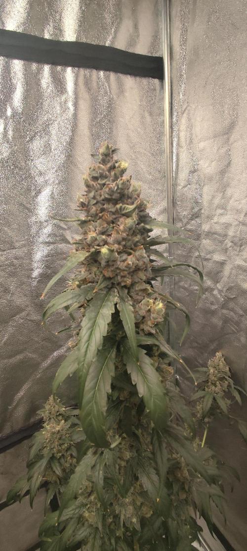 4/20 grow. Week 11