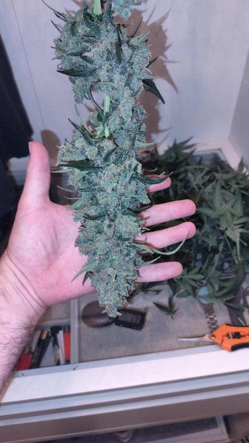 4/20 grow. Week 11
