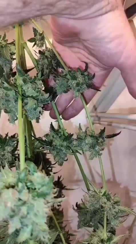 4/20 grow