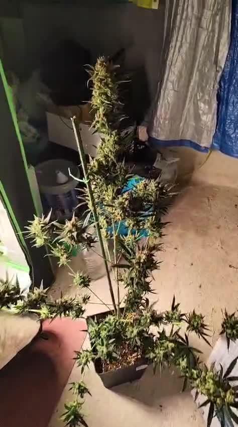 4/20 grow