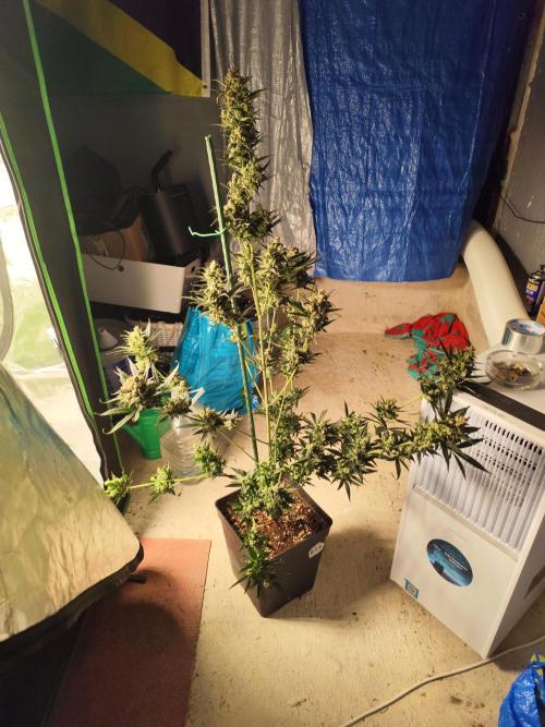 4/20 grow. Week 11