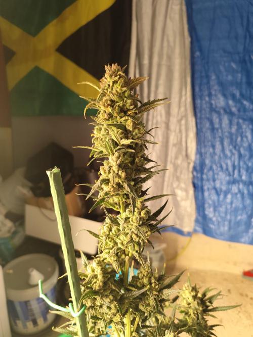 4/20 grow. Week 11