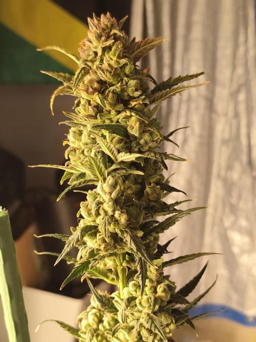4/20 grow. Week 11
