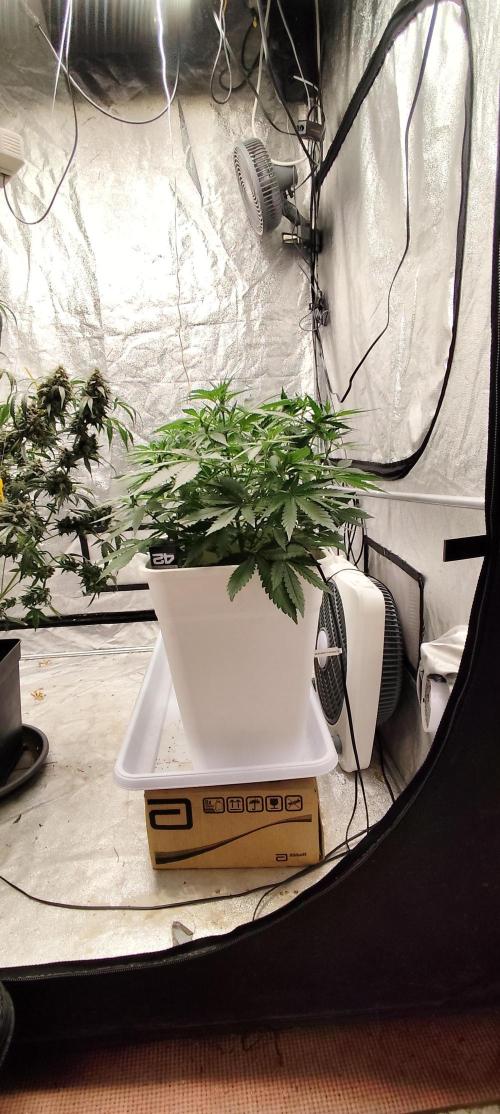 Guava Run. Week 4 - mango frost