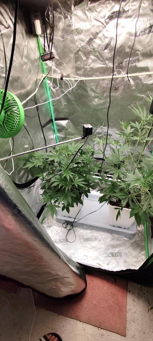 Guava Run. Week 4 - guava rf3