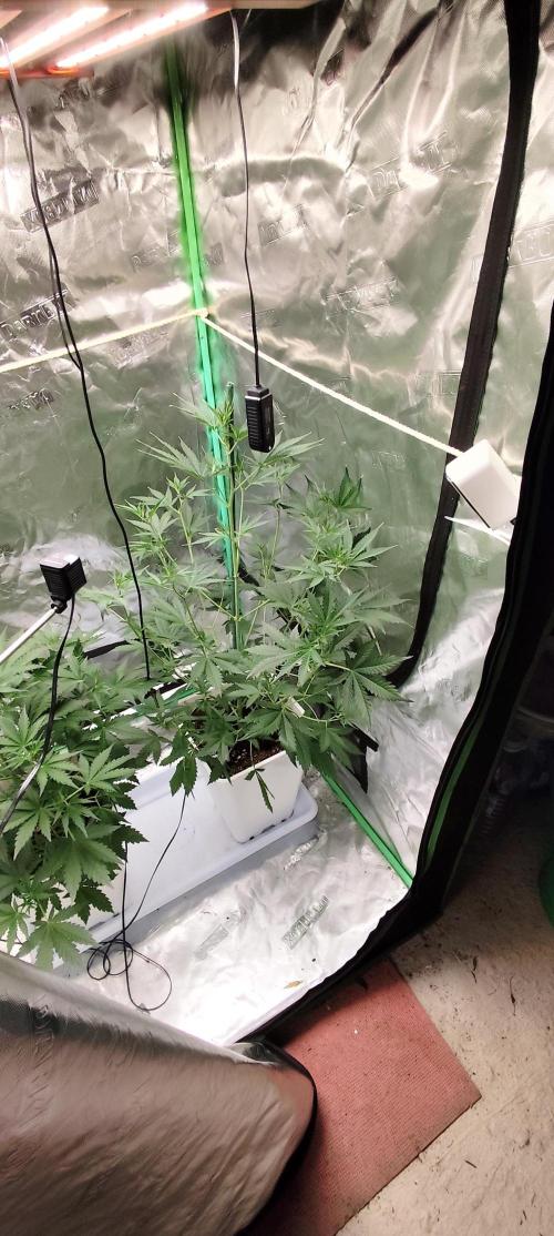 Guava Run. Week 4 - guava rf3