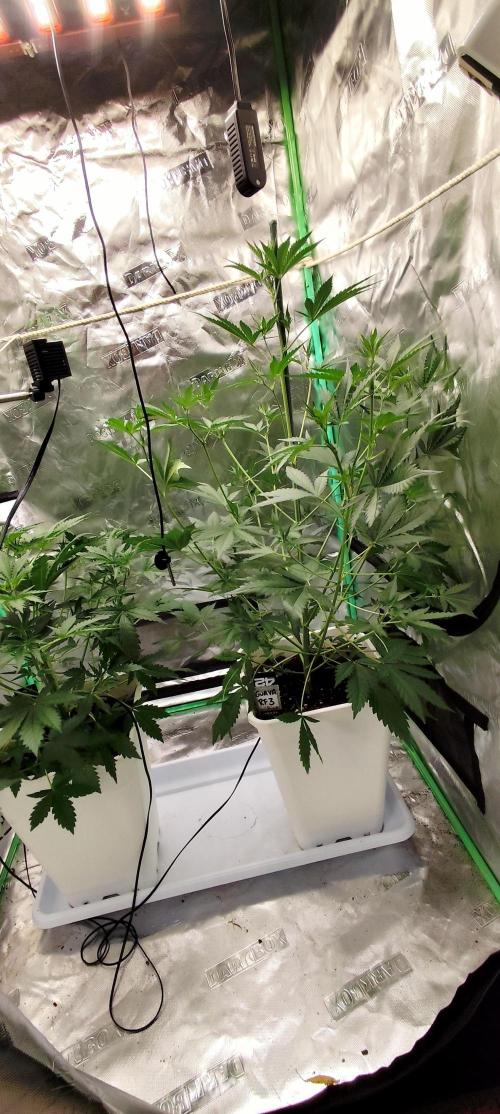 Guava Run. Week 4 - guava rf3