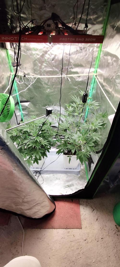 Guava Run. Week 4 - guava rf3