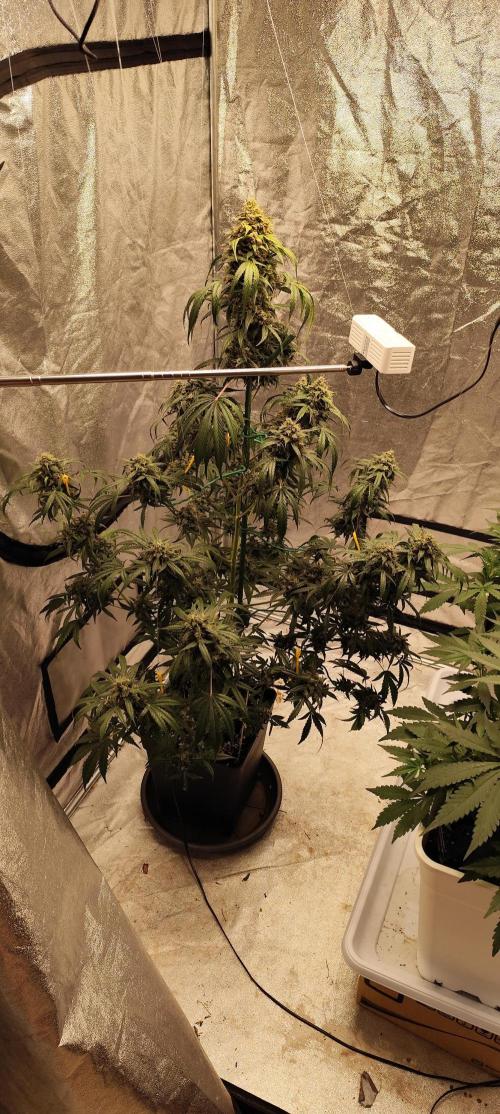 4/20 grow. Week 12