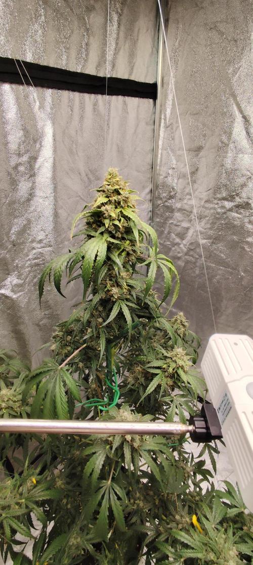4/20 grow. Week 12