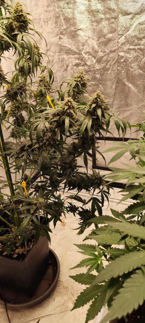 4/20 grow. Week 12
