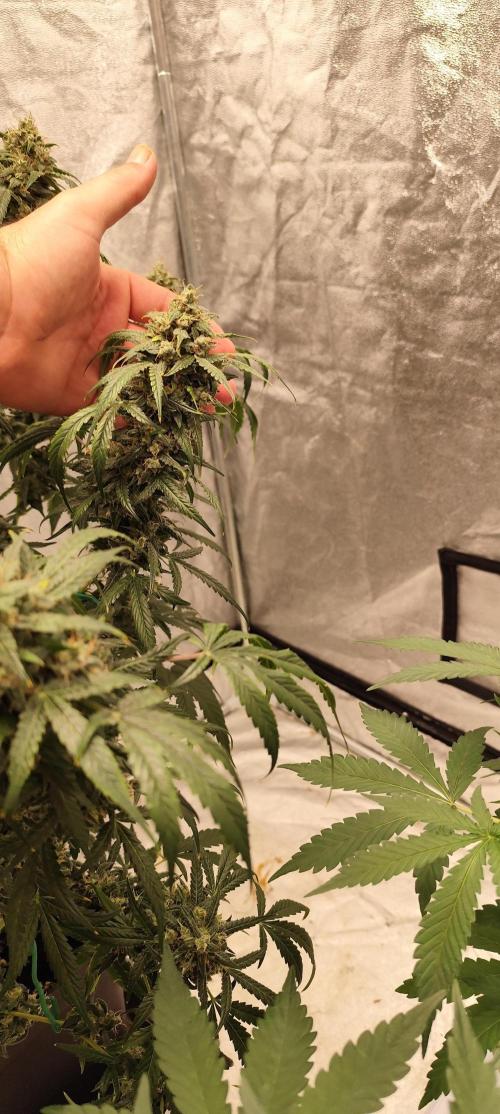 4/20 grow. Week 12