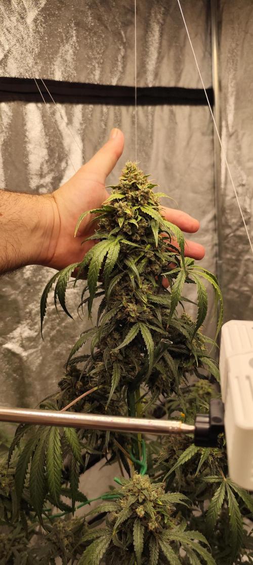 4/20 grow. Week 12