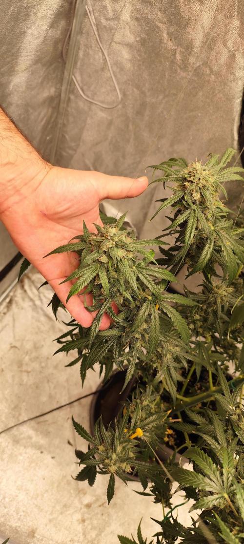 4/20 grow. Week 12