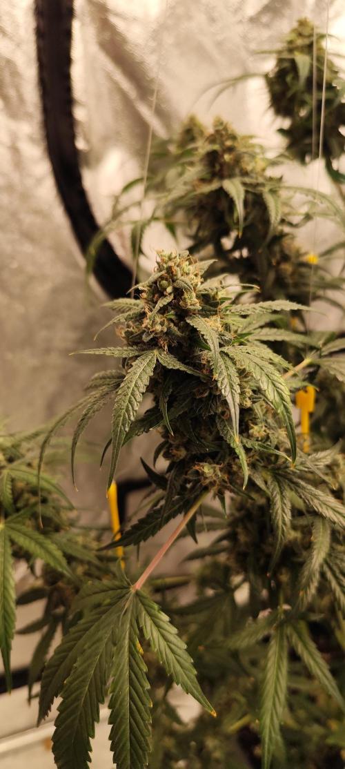 4/20 grow. Week 12