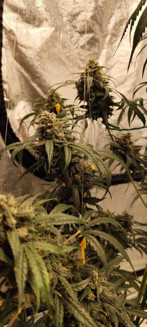 4/20 grow. Week 12