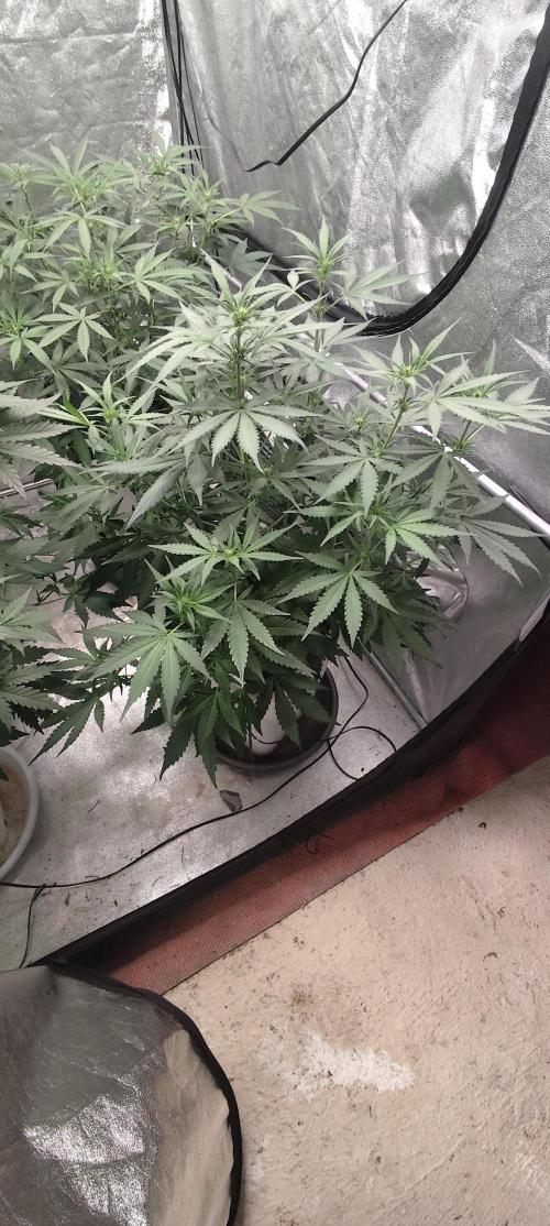 Guava Run. Week 5 - mango frost