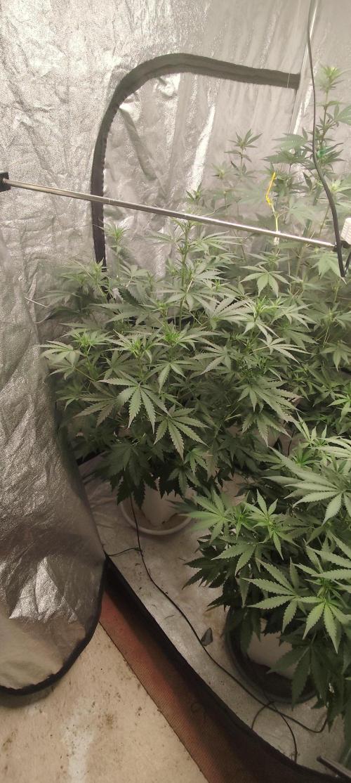 Guava Run. Week 5 - guava rf3