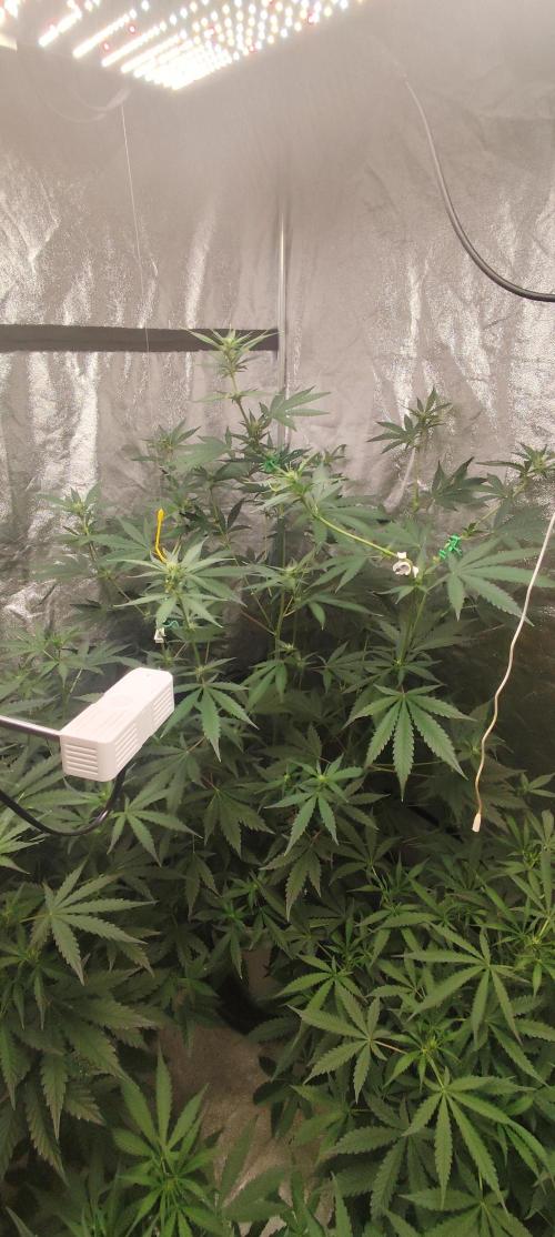 Guava Run. Week 5 - guava rf3