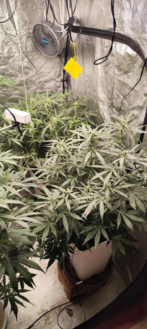 Guava Run. Week 6