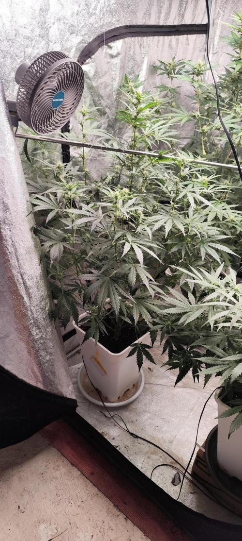 Guava Run. Week 6