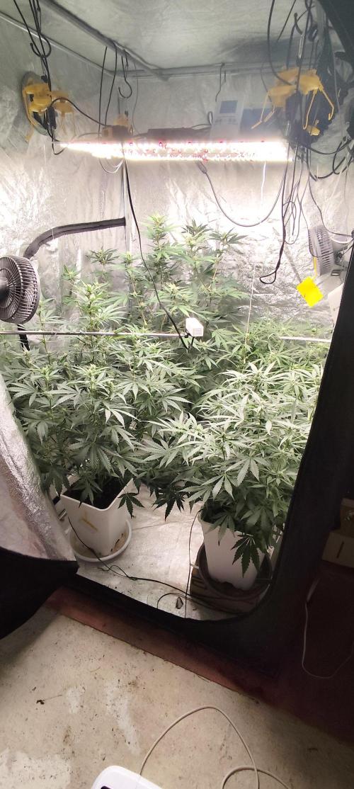 Guava Run. Week 6