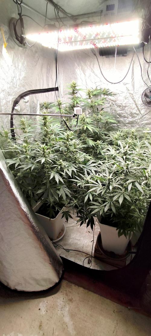 Guava Run. Week 7