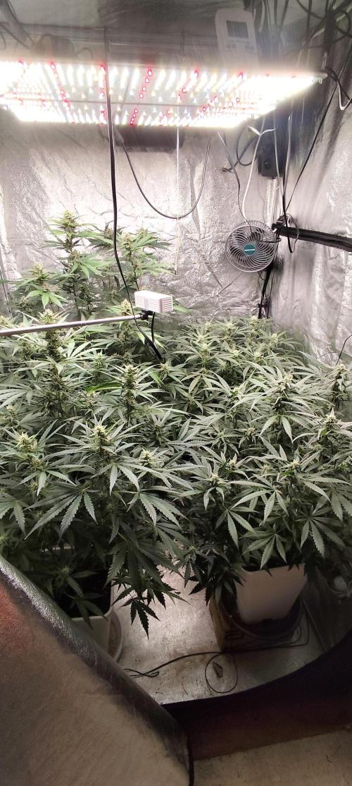 Guava Run. Week 7