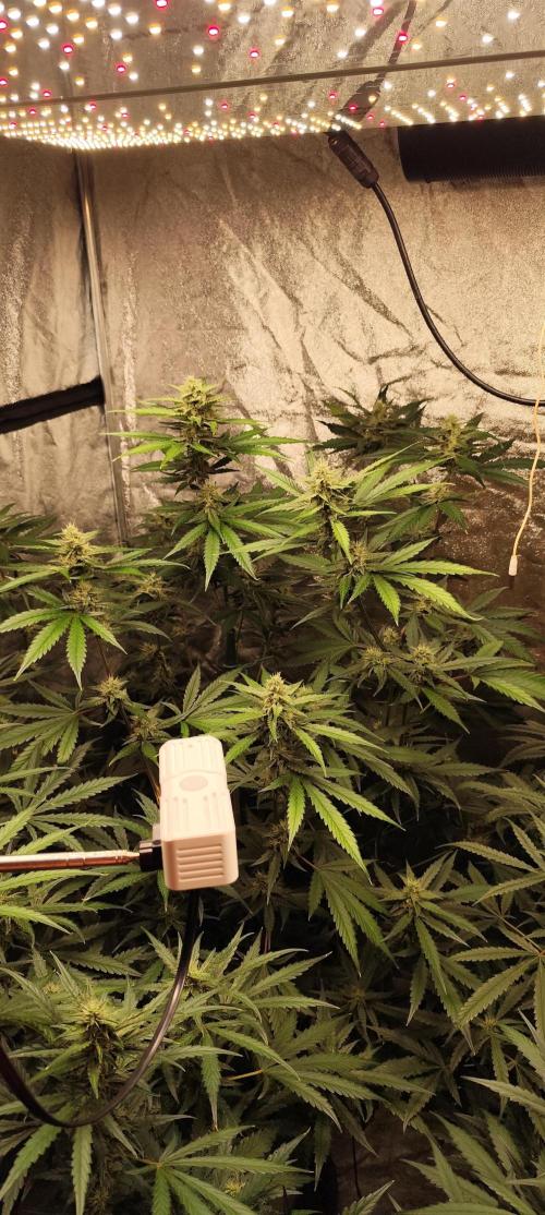 Guava Run. Week 7 - guava rf3