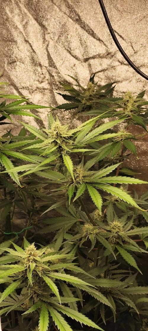 Guava Run. Week 7 - guava rf3