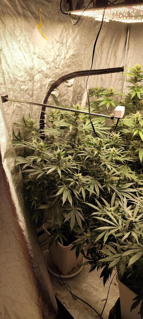 Guava Run. Week 7 - guava rf3