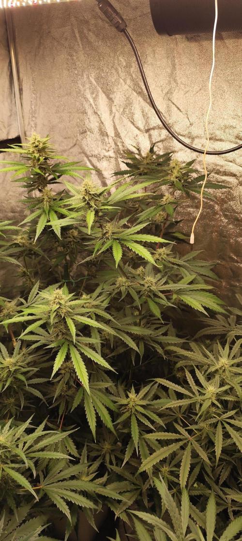 Guava Run. Week 7 - guava rf3