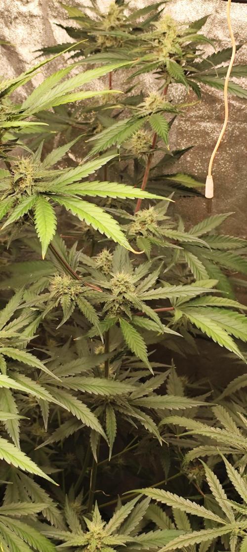 Guava Run. Week 7 - guava rf3
