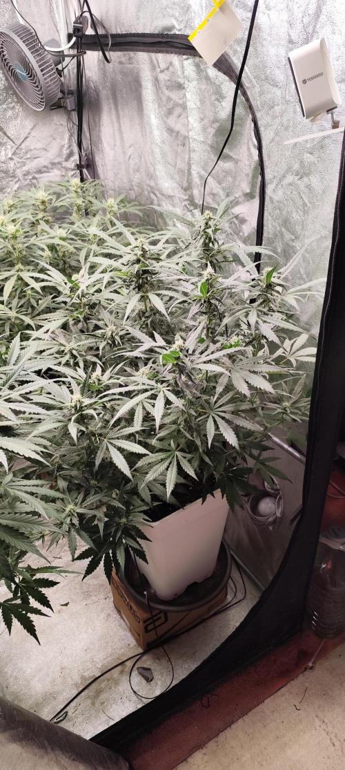 Guava Run. Week 7 - Mango frost