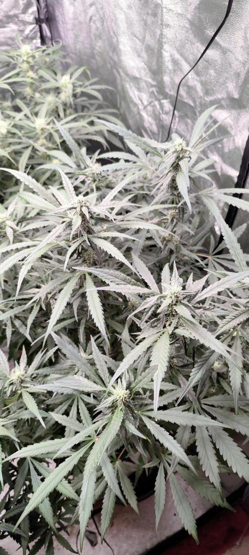 Guava Run. Week 7 - Mango frost