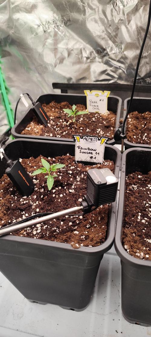 Mephisto's Run. Week 1