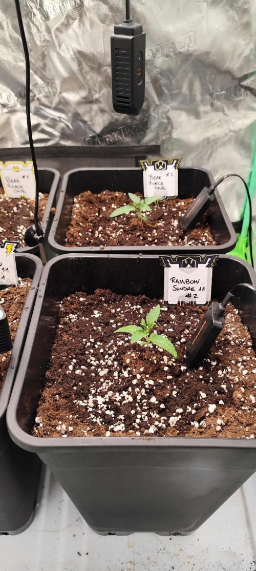 Mephisto's Run. Week 1